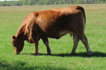 Cherway Limousin