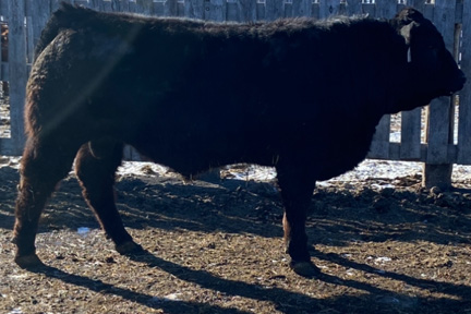 Cherway Limousin