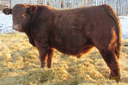 Cherway Limousin