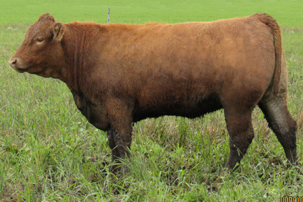Cherway Limousin