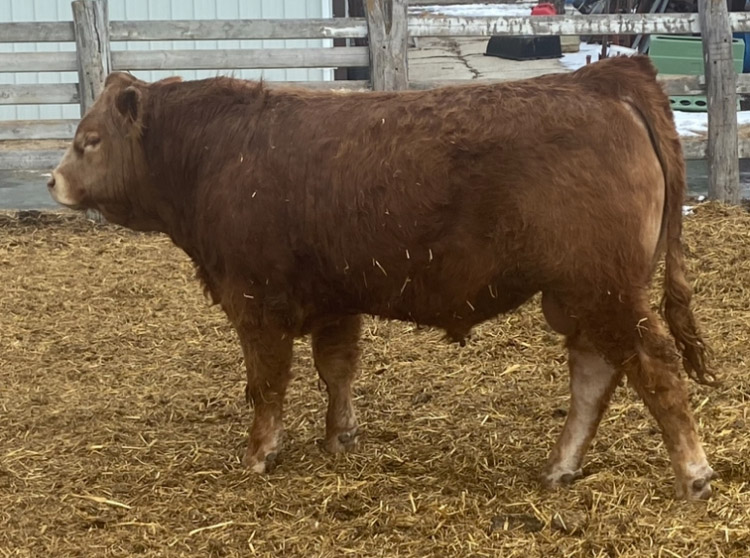 Cherway Limousin