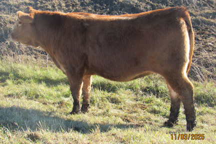 Cherway Limousin
