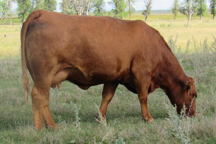 Cherway Limousin