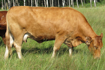 Cherway Limousin