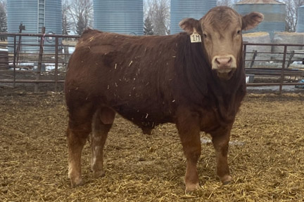 Cherway Limousin