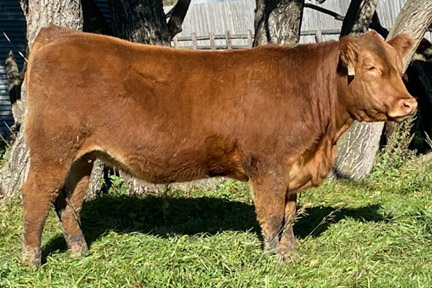 Cherway Limousin