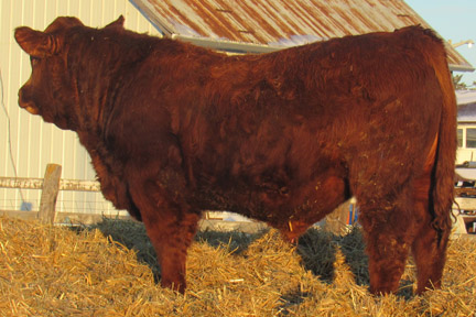 Cherway Limousin