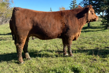 Cherway Limousin