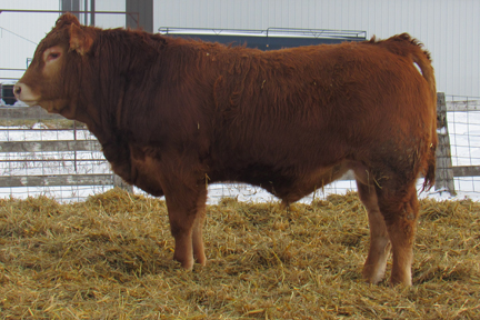 Cherway Limousin