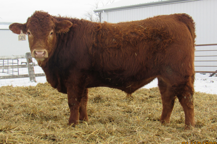 Cherway Limousin