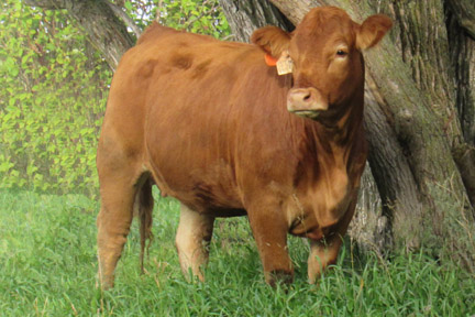 Cherway Limousin