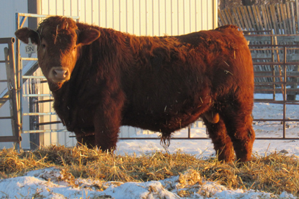Cherway Limousin