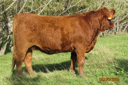 Cherway Limousin