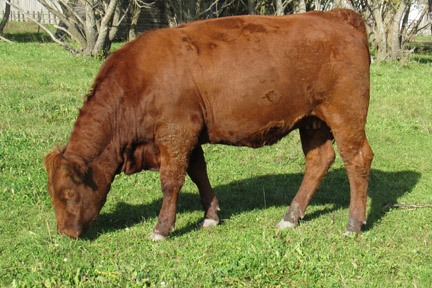 Cherway Limousin