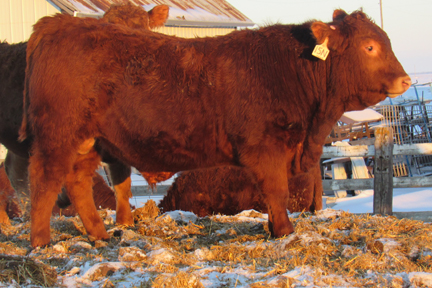 Cherway Limousin