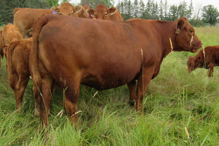 Cherway Limousin