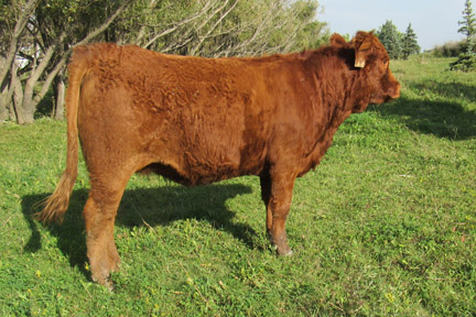 Cherway Limousin