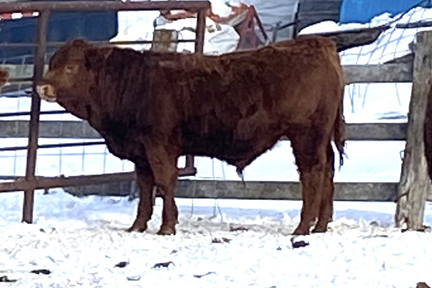 Cherway Limousin
