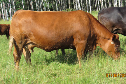 Cherway Limousin