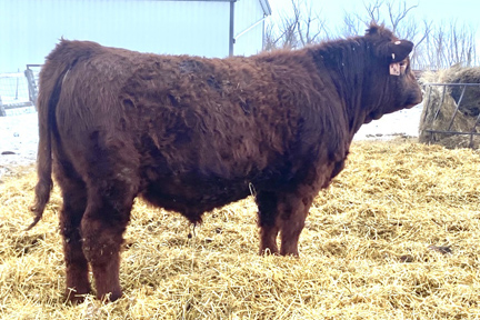 Cherway Limousin