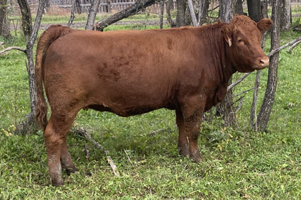 Cherway Limousin