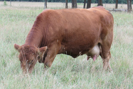 Cherway Limousin
