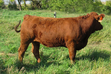Cherway Limousin