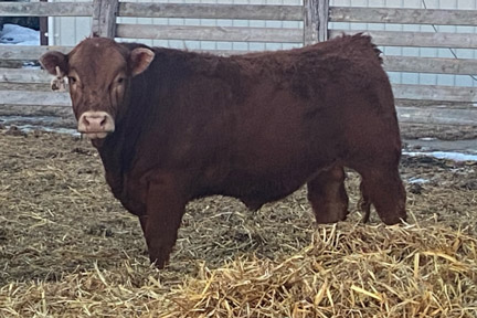 Cherway Limousin