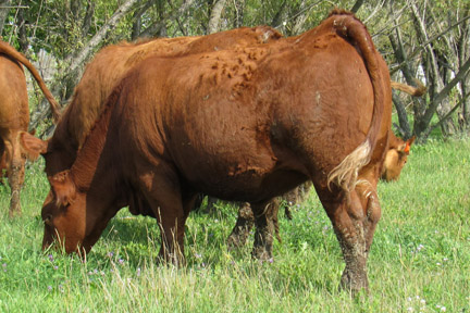 Cherway Limousin
