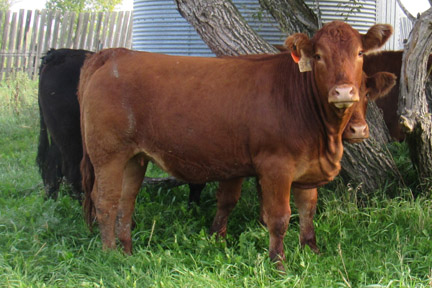 Cherway Limousin
