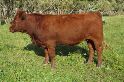 Cherway Limousin