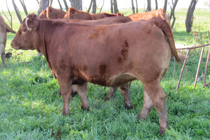 Cherway Limousin