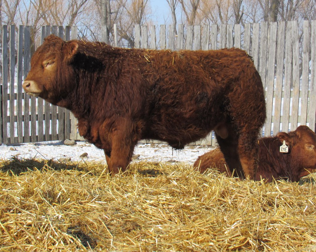 Cherway Limousin