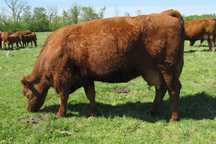 Cherway Limousin