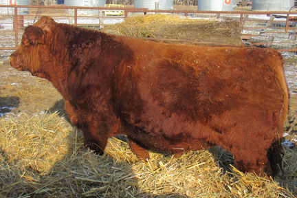 Cherway Limousin