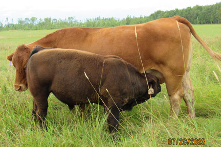 Cherway Limousin
