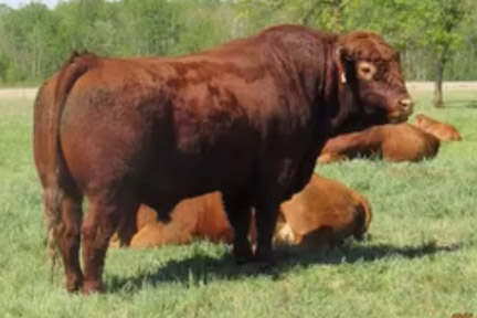Cherway Limousin