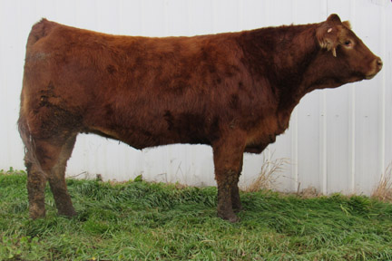 Cherway Limousin