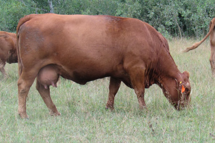 Cherway Limousin