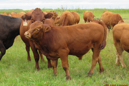 Cherway Limousin