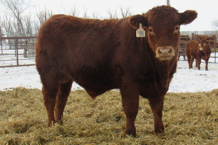 Cherway Limousin