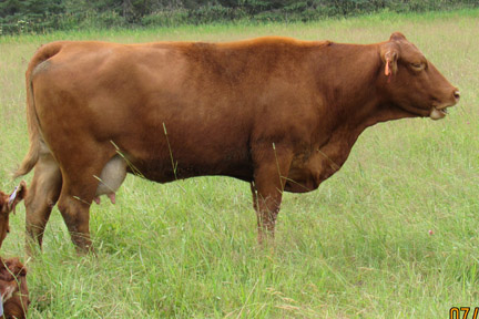 Cherway Limousin