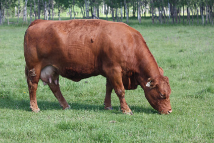 Cherway Limousin