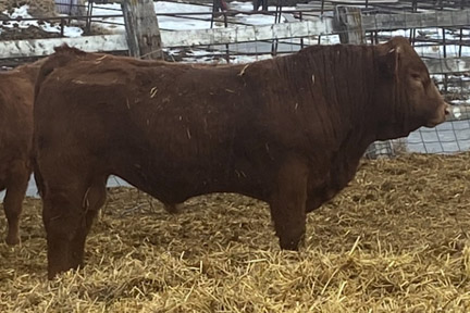 Cherway Limousin