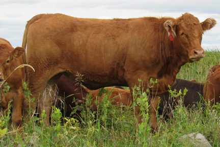 Cherway Limousin