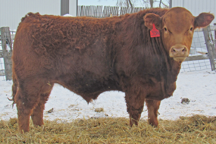 Cherway Limousin