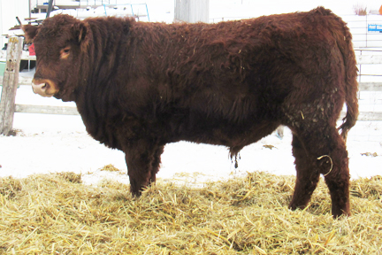 Cherway Limousin