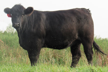 Cherway Limousin